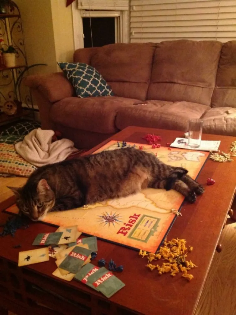 URNEBESNO: Sigurni smo da nisu sve mačke, &scaron;u..i, ali ove 33 jesu