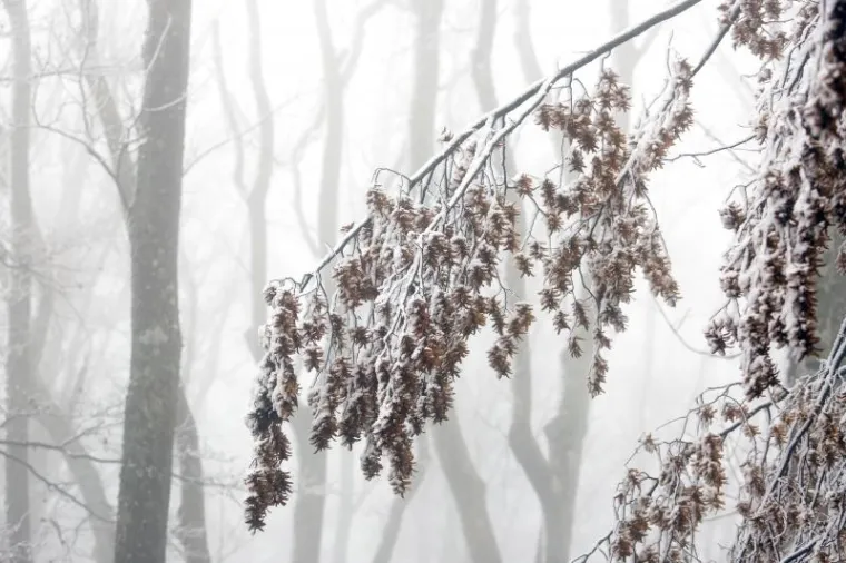 Snijeg od ranog jutra pada na Sljemenu, a vrh Medvednice zabijelio je snježni pokrivač.