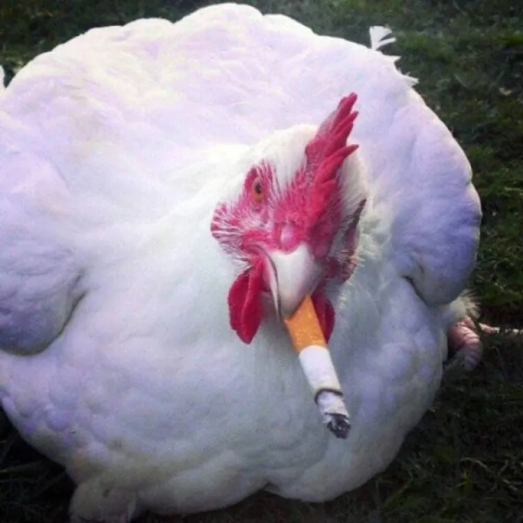 ONO ČEGA SE PAMETAN SRAMI... Pogledajte kakve slike Rusi ponosno objavljuju na dru&scaron;tvenim mrežama