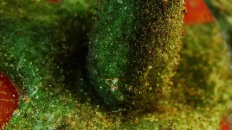 MOŽETE LI POGODITI &Scaron;TO SE NALAZI NA FOTKAMA? Zumirane su do neprepoznatljivosti, testirajte moć zapažanja