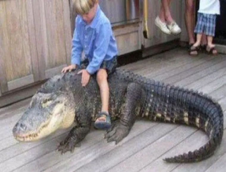 NAJGORI ILI NAJBOLJI RODITELJI? Djeci dali da se igraju s lavovima, krokodilima, udavima... znaju li ne&scaron;to &scaron;to mi ne znamo?