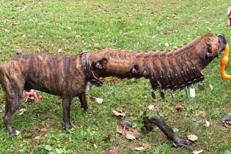 STVORILI SMO ČUDOVI&Scaron;TA! Jesu li ljudi oti&scaron;li predaleko? Provjerite u uznemirujućoj galeriji