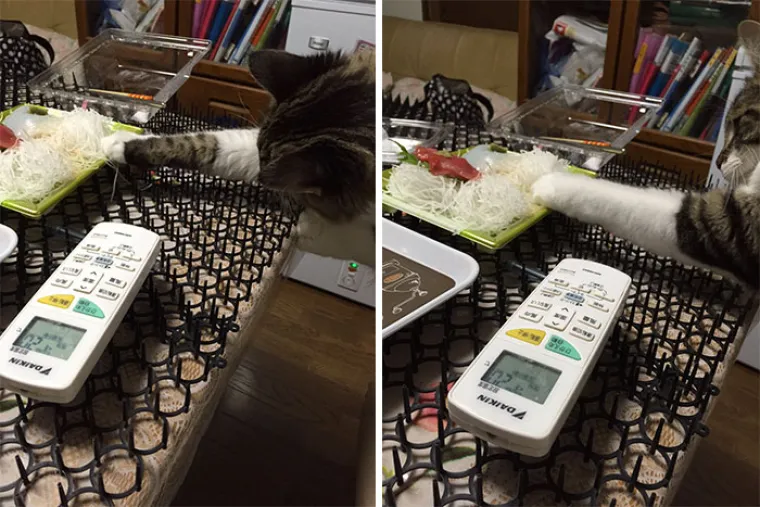 JESU LI MAČKE NAJDOSADNIJI NAMETNICI NA SVIJETU? Protiv njih ne djeluje nikakvo oružje, sprijateljile su se i s bodljikama