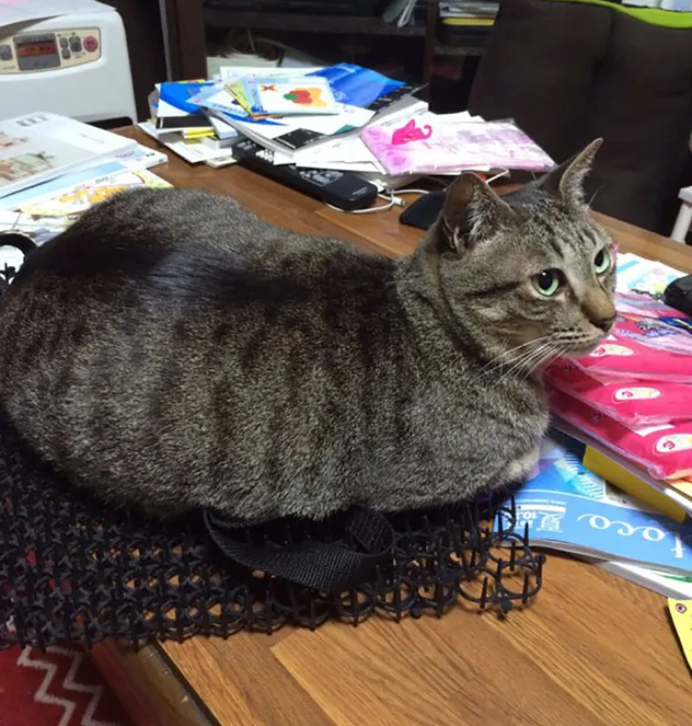 JESU LI MAČKE NAJDOSADNIJI NAMETNICI NA SVIJETU? Protiv njih ne djeluje nikakvo oružje, sprijateljile su se i s bodljikama