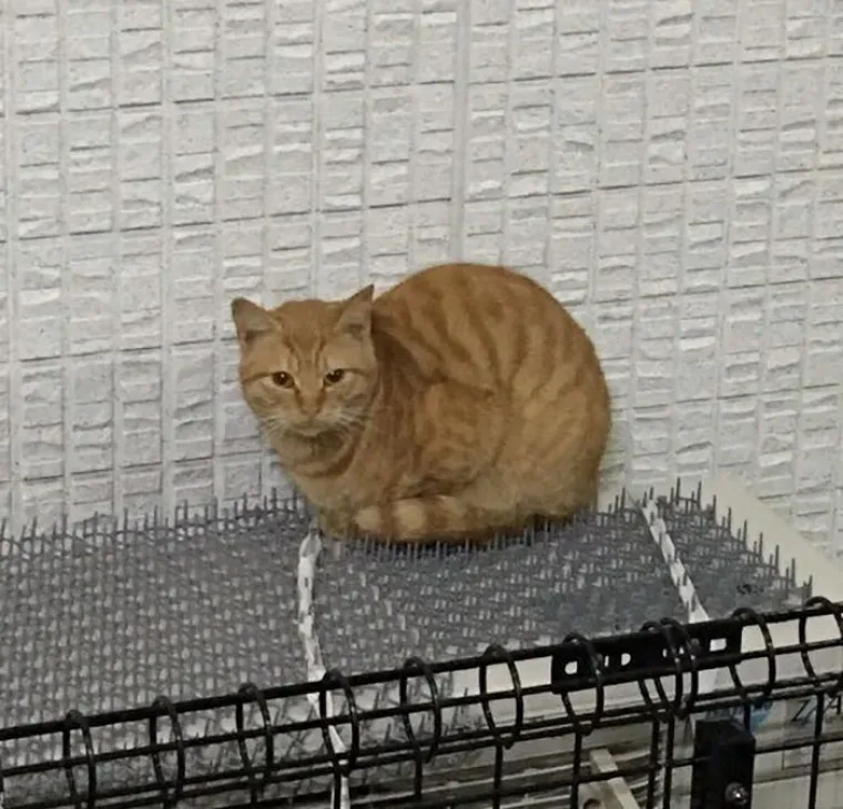 JESU LI MAČKE NAJDOSADNIJI NAMETNICI NA SVIJETU? Protiv njih ne djeluje nikakvo oružje, sprijateljile su se i s bodljikama