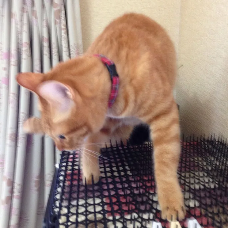 JESU LI MAČKE NAJDOSADNIJI NAMETNICI NA SVIJETU? Protiv njih ne djeluje nikakvo oružje, sprijateljile su se i s bodljikama