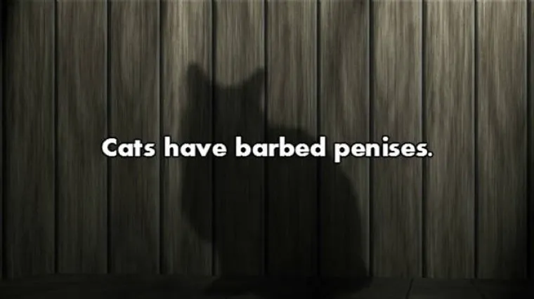 Mačke imaju bodljikave penise.