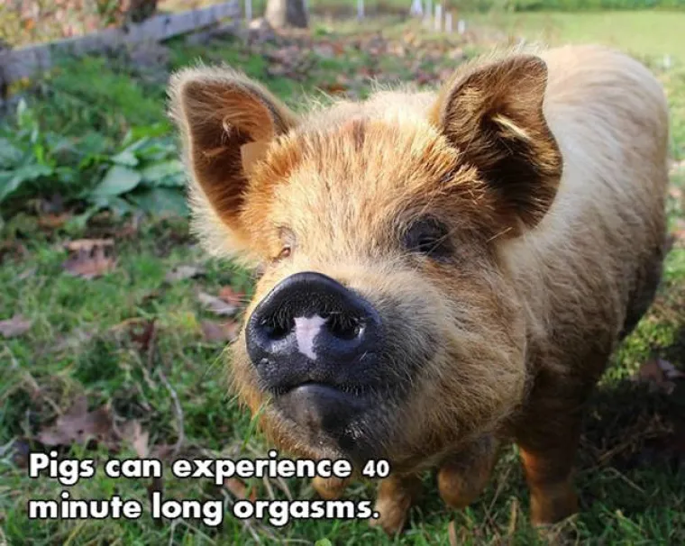 Svinje mogu doživjeti orgazme od 40 minuta.