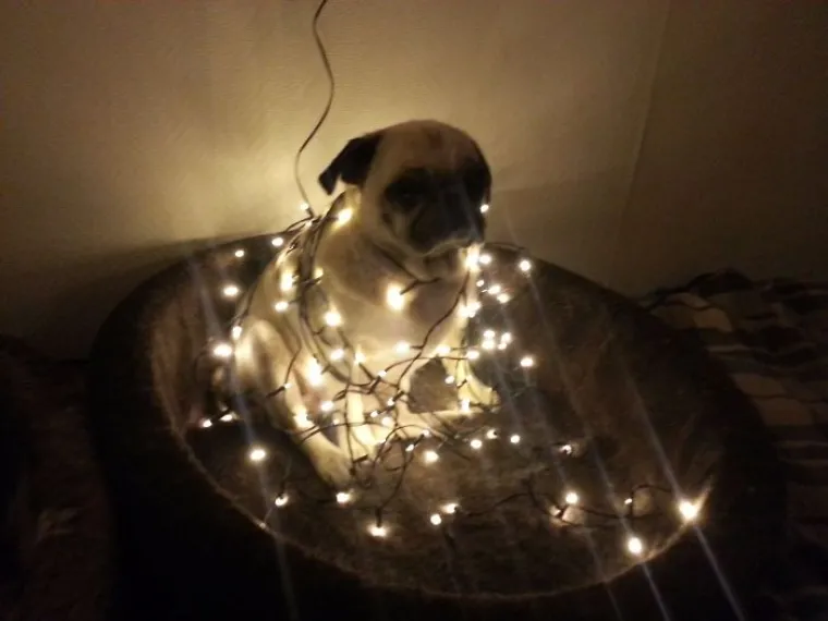 No, nisu svi uzbuđeni zbog blagdana.