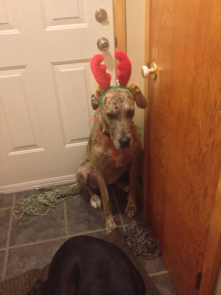 Mislimo na kućne ljubimce.