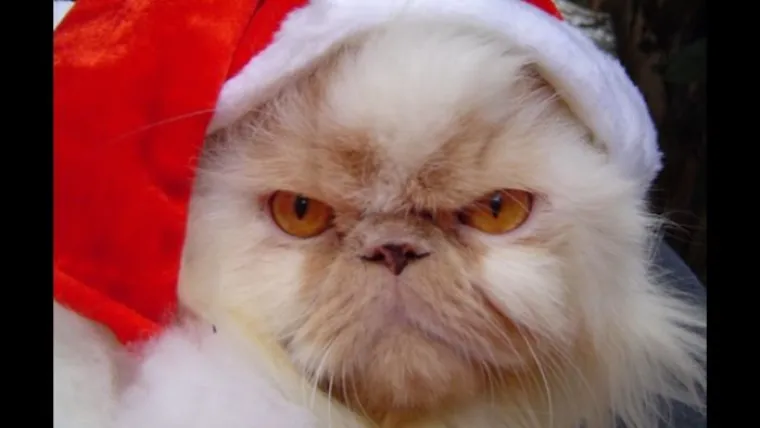 Iako su njihovi vlasnici u svečanom raspoloženju, ove životinje nekako ne osjećaju duh Božića.