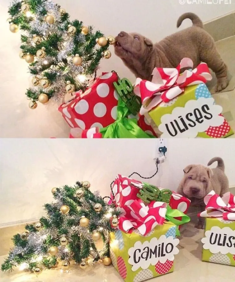 NEKE RADOST ZAOBILAZI U &Scaron;IROKOM LUKU: Ovi kućni ljubimci preziru Božić iz dna du&scaron;e