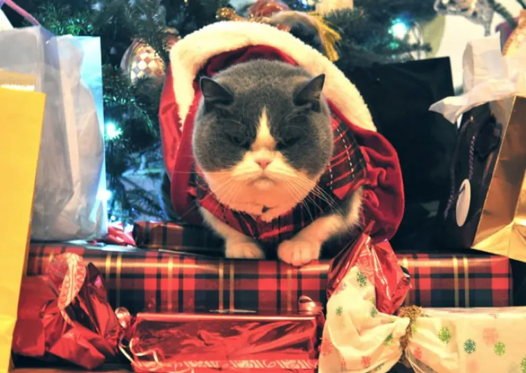 NEKE RADOST ZAOBILAZI U &Scaron;IROKOM LUKU: Ovi kućni ljubimci preziru Božić iz dna du&scaron;e