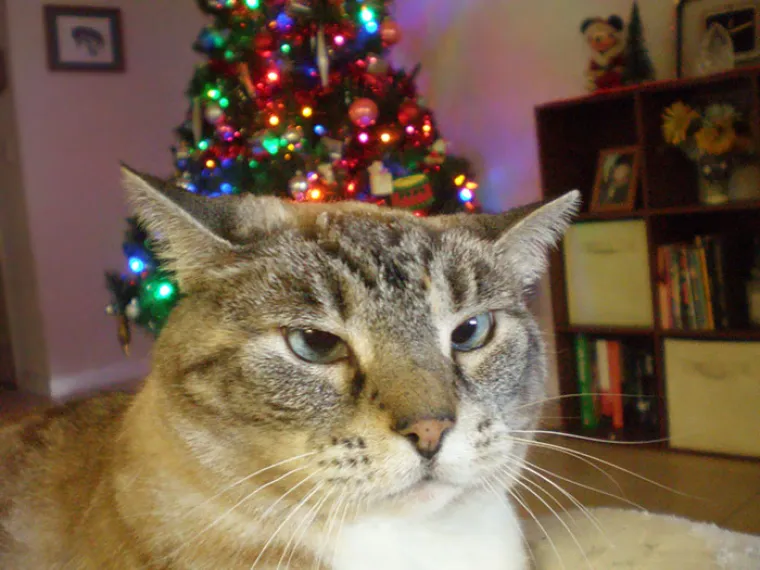 NEKE RADOST ZAOBILAZI U &Scaron;IROKOM LUKU: Ovi kućni ljubimci preziru Božić iz dna du&scaron;e