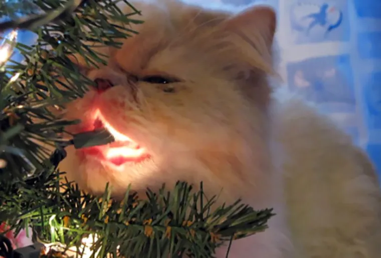 NEKE RADOST ZAOBILAZI U &Scaron;IROKOM LUKU: Ovi kućni ljubimci preziru Božić iz dna du&scaron;e