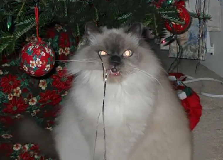 NEKE RADOST ZAOBILAZI U &Scaron;IROKOM LUKU: Ovi kućni ljubimci preziru Božić iz dna du&scaron;e