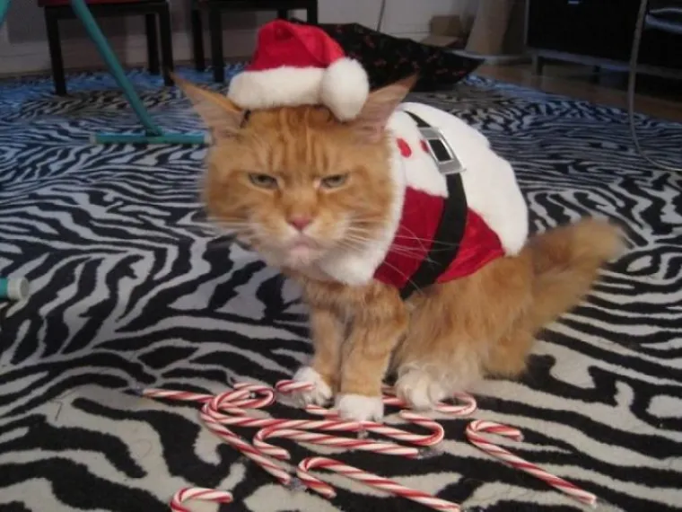 NEKE RADOST ZAOBILAZI U &Scaron;IROKOM LUKU: Ovi kućni ljubimci preziru Božić iz dna du&scaron;e