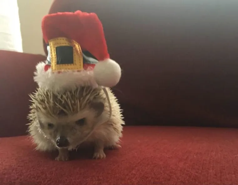 NEKE RADOST ZAOBILAZI U &Scaron;IROKOM LUKU: Ovi kućni ljubimci preziru Božić iz dna du&scaron;e