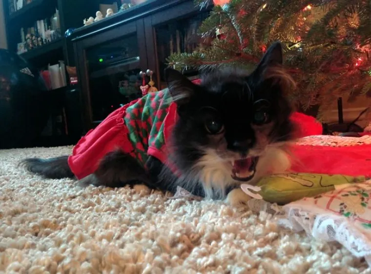 NEKE RADOST ZAOBILAZI U &Scaron;IROKOM LUKU: Ovi kućni ljubimci preziru Božić iz dna du&scaron;e