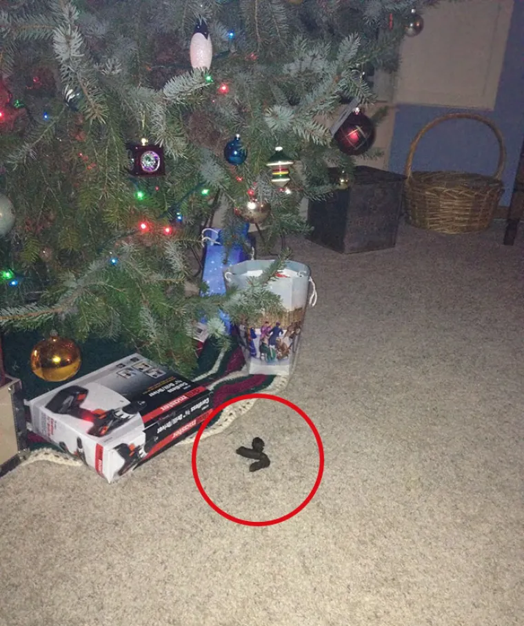 NEKE RADOST ZAOBILAZI U &Scaron;IROKOM LUKU: Ovi kućni ljubimci preziru Božić iz dna du&scaron;e