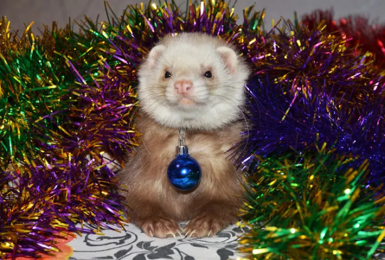 NEKE RADOST ZAOBILAZI U &Scaron;IROKOM LUKU: Ovi kućni ljubimci preziru Božić iz dna du&scaron;e