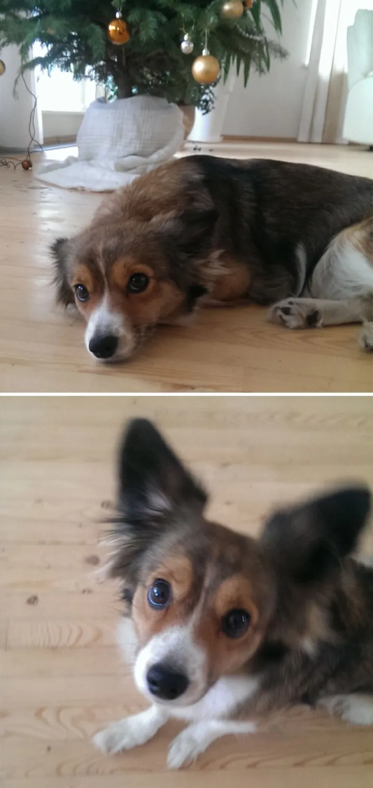 FASCINANTNE RAZLIKE: Pogledajte kako različite životinje reagiraju na 'Dobar dečko'