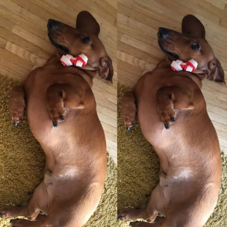 FASCINANTNE RAZLIKE: Pogledajte kako različite životinje reagiraju na 'Dobar dečko'