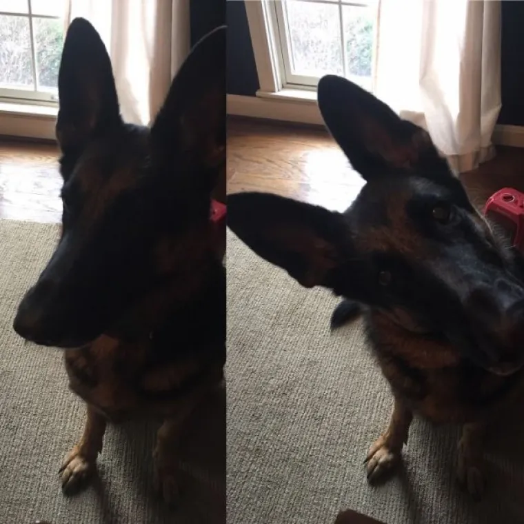 FASCINANTNE RAZLIKE: Pogledajte kako različite životinje reagiraju na 'Dobar dečko'