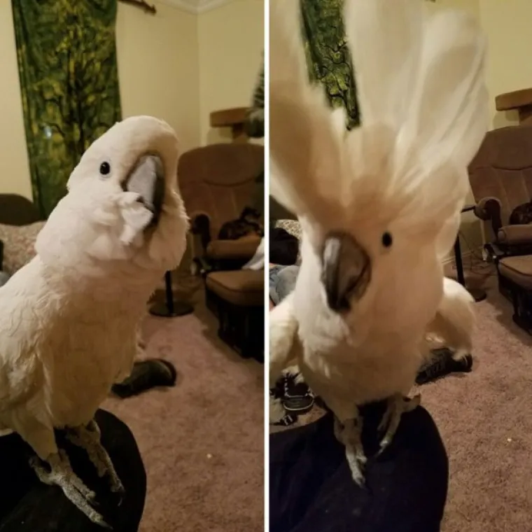 FASCINANTNE RAZLIKE: Pogledajte kako različite životinje reagiraju na 'Dobar dečko'