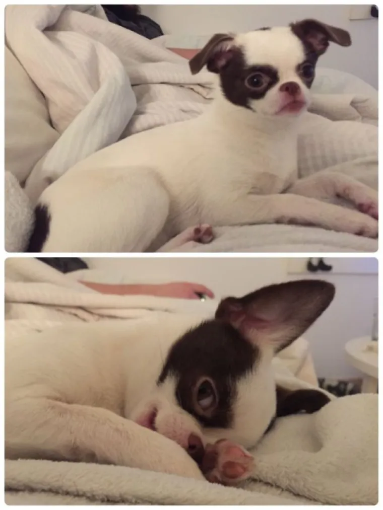 FASCINANTNE RAZLIKE: Pogledajte kako različite životinje reagiraju na 'Dobar dečko'