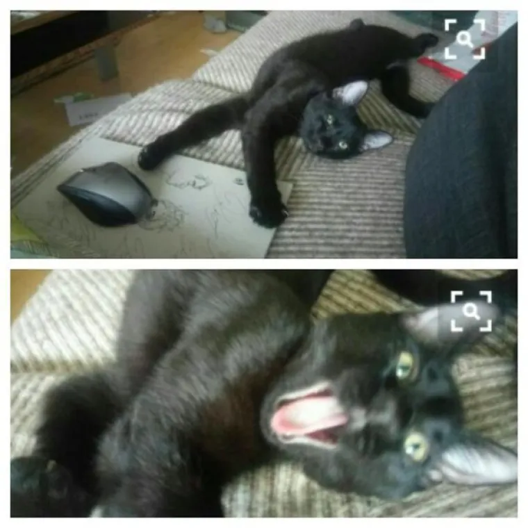 FASCINANTNE RAZLIKE: Pogledajte kako različite životinje reagiraju na 'Dobar dečko'