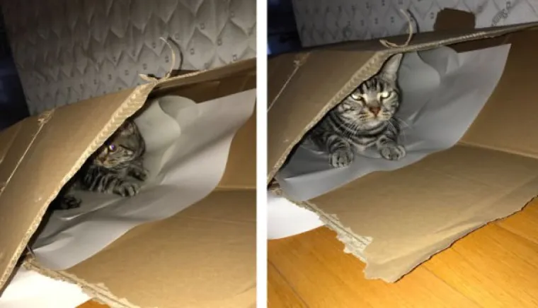 FASCINANTNE RAZLIKE: Pogledajte kako različite životinje reagiraju na 'Dobar dečko'