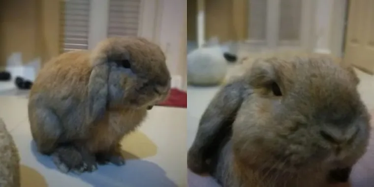 FASCINANTNE RAZLIKE: Pogledajte kako različite životinje reagiraju na 'Dobar dečko'