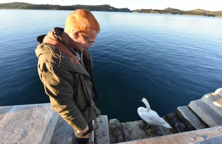 SPAŠEN LABUD S OZLIJEĐENIM KRILOM: Prebačen u veterinarsku stanicu gdje mu pomažu