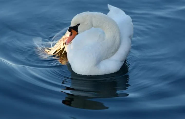 Labud slomljenog krila Ryan pliva uz &scaron;ibensku rivu.