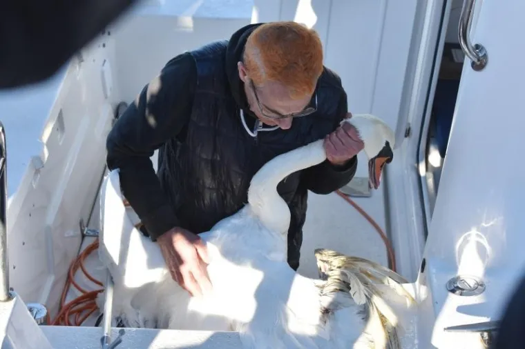 Emilio Menđu&scaron;ić iz Sokolarskog centra u blizini &Scaron;ibenika spa&scaron;ava ozlijeđenog labuda.