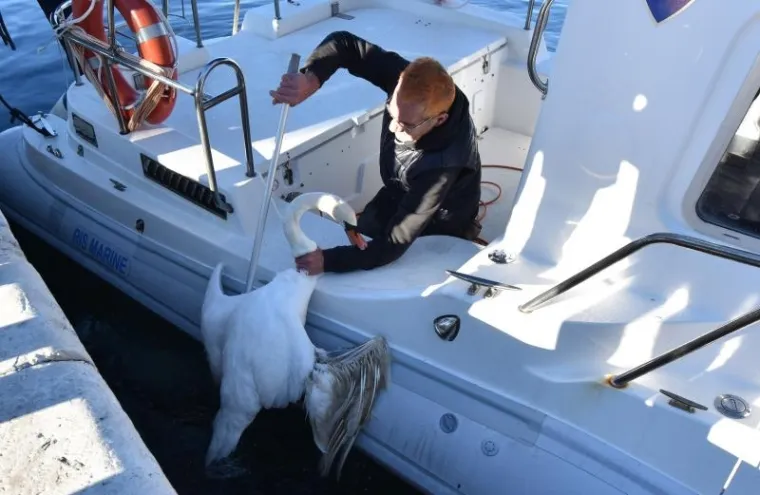 Uz pomoć pomorske policije, Emilio Menđu&scaron;ić, prvi čovjek Sokolarskog centra u Dubravi kraj &Scaron;ibenika ulovio je ozlijeđenog labuda kojemu će pomoć biti pružena u veterinarskoj stanici &Scaron;ibenik.