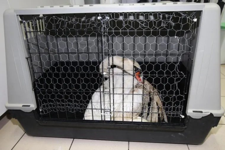 Uhvaćeni labud koji je danima plivao rubom &scaron;ibenske rive sa slomljenim krilom.