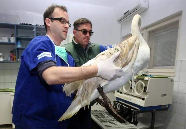 SPA&Scaron;EN LABUD S OZLIJEĐENIM KRILOM: Prebačen u veterinarsku stanicu gdje mu pomažu
