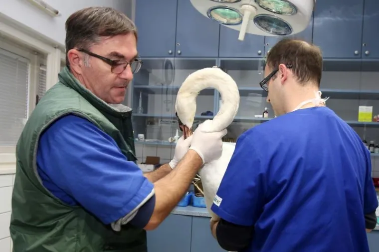 SPA&Scaron;EN LABUD S OZLIJEĐENIM KRILOM: Prebačen u veterinarsku stanicu gdje mu pomažu