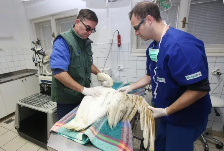 SPA&Scaron;EN LABUD S OZLIJEĐENIM KRILOM: Prebačen u veterinarsku stanicu gdje mu pomažu