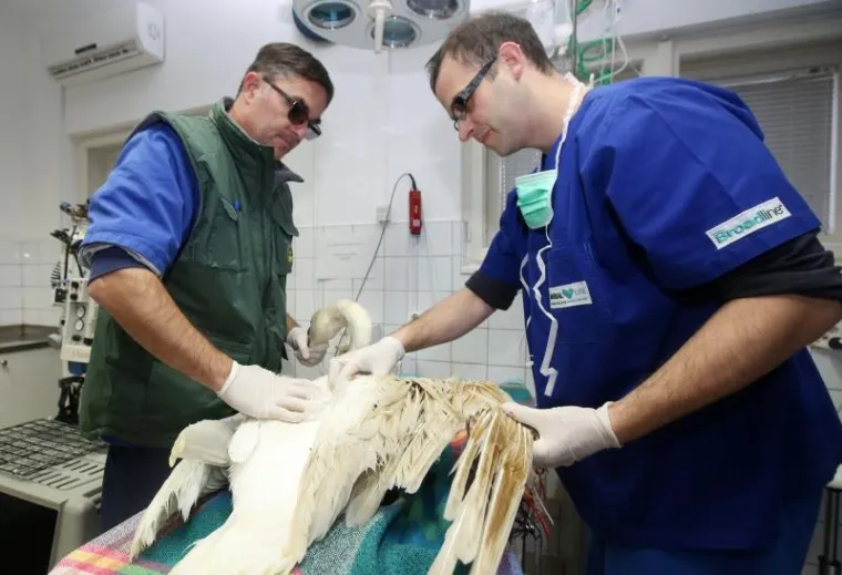 Labudu je krilo slomljeno već dvadesetak dana.