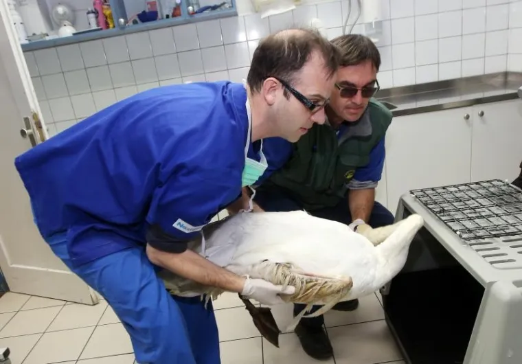 SPA&Scaron;EN LABUD S OZLIJEĐENIM KRILOM: Prebačen u veterinarsku stanicu gdje mu pomažu