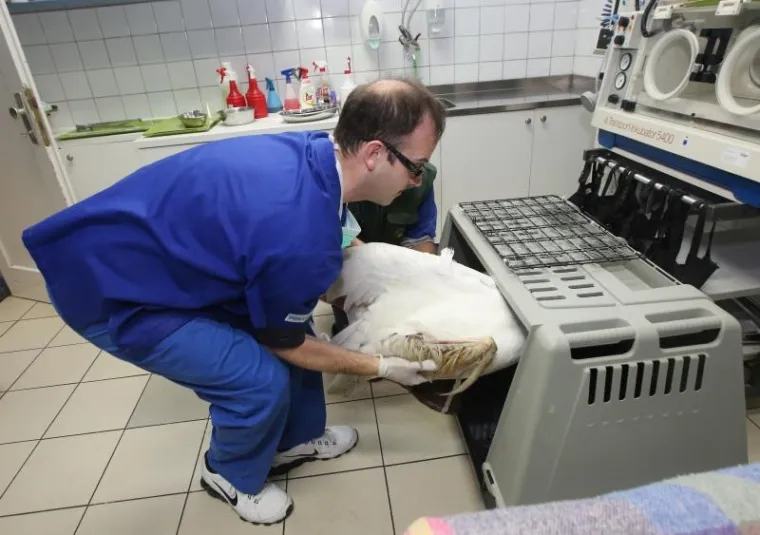SPA&Scaron;EN LABUD S OZLIJEĐENIM KRILOM: Prebačen u veterinarsku stanicu gdje mu pomažu