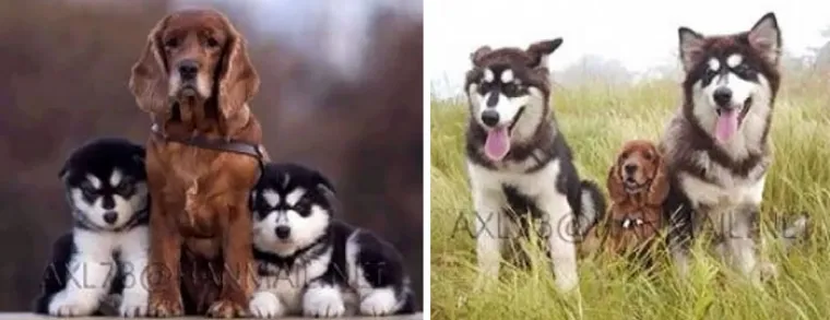NE&Scaron;TO NAJSLAĐE &Scaron;TO ĆETE DANAS VIDJETI: Urnebesne fotografije životinja koje su zajedno odrastale