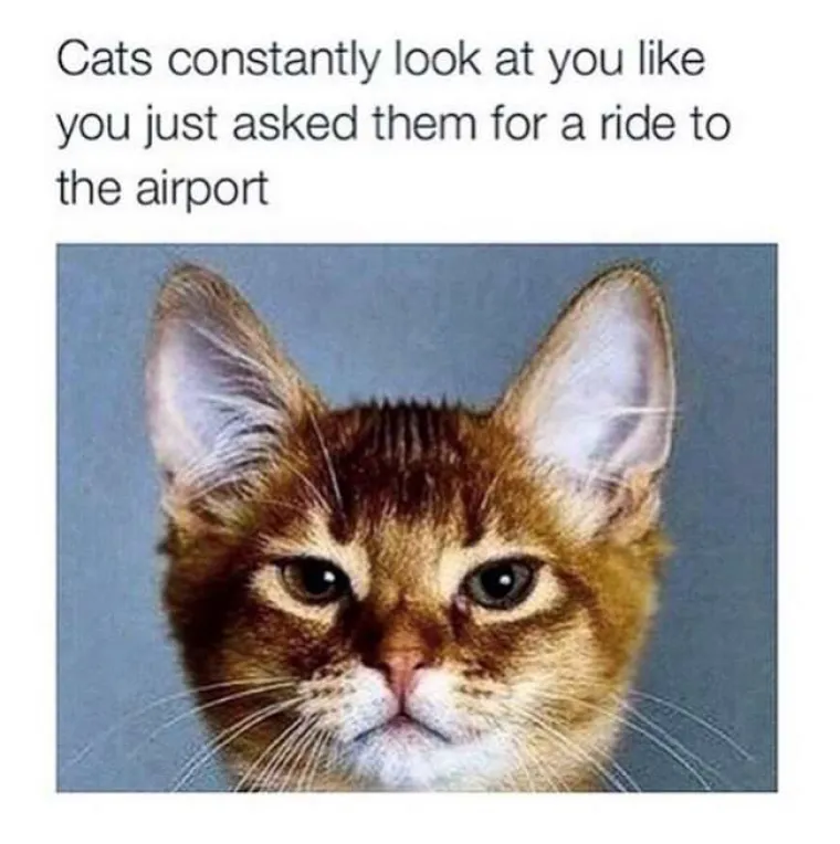 MAČKE MRZE VAS I SVE DO ČEGA VAM JE STALO: Pogledajte ova čudovi&scaron;ta na djelu