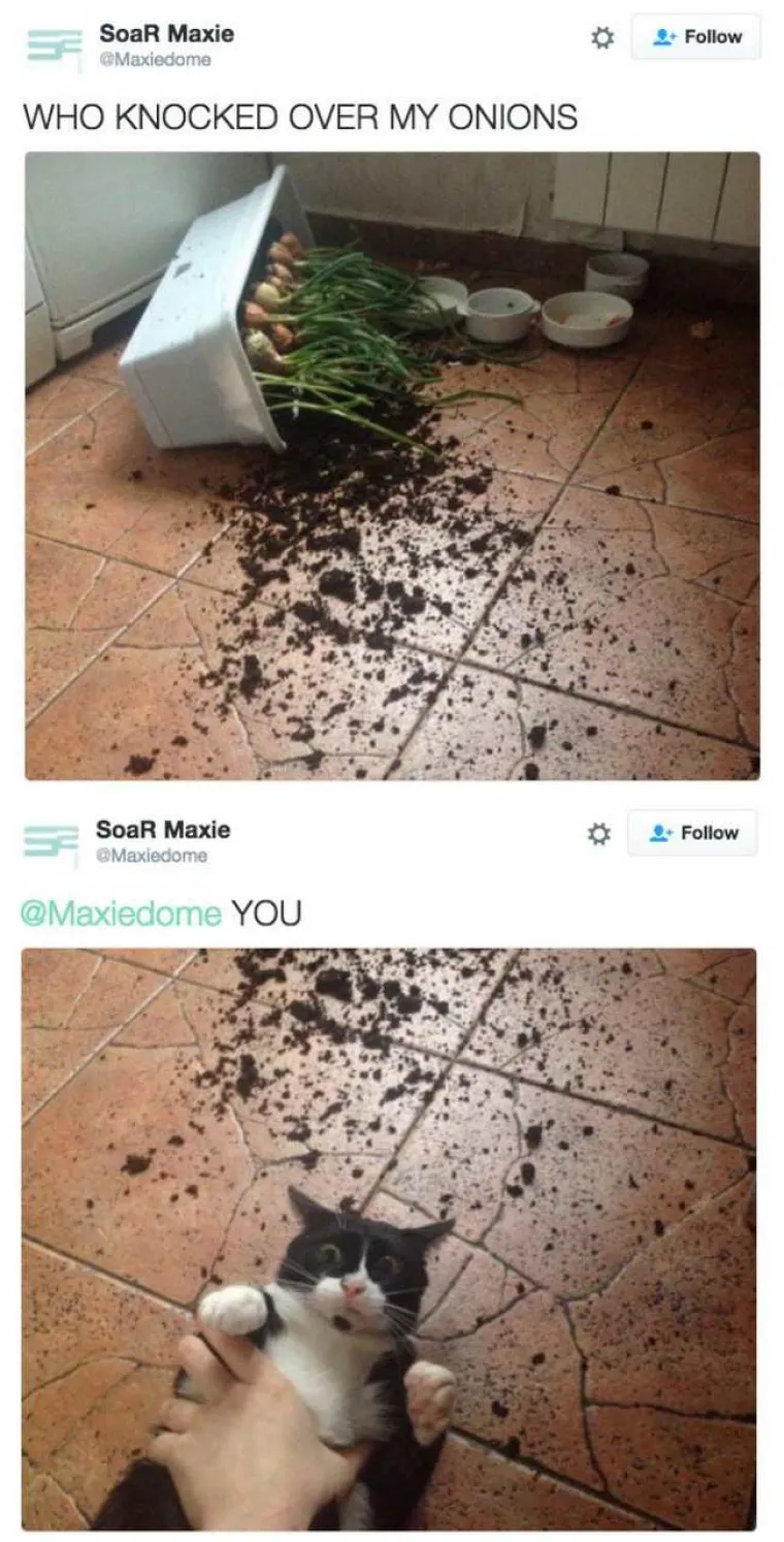 MAČKE MRZE VAS I SVE DO ČEGA VAM JE STALO: Pogledajte ova čudovi&scaron;ta na djelu