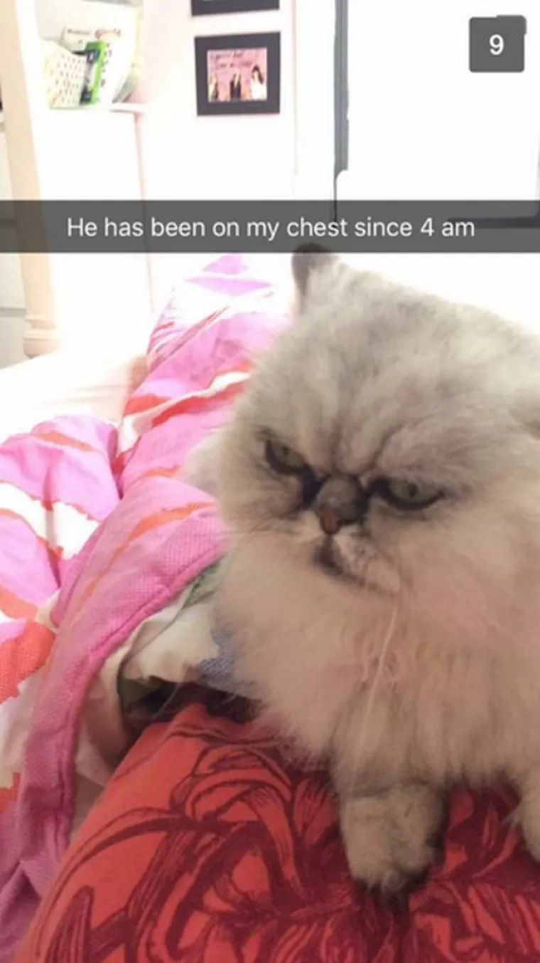 MAČKE MRZE VAS I SVE DO ČEGA VAM JE STALO: Pogledajte ova čudovi&scaron;ta na djelu