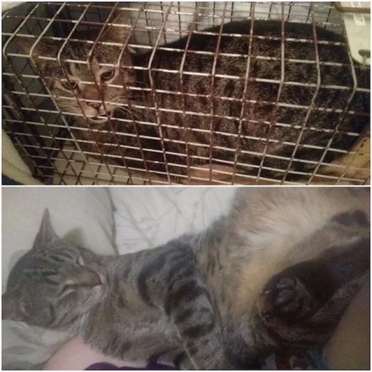 DIRNUT ĆE VAS DO SUZA: Slike ljubimaca prije i poslije udomljavanja pokazuju &scaron;to znači ljubav