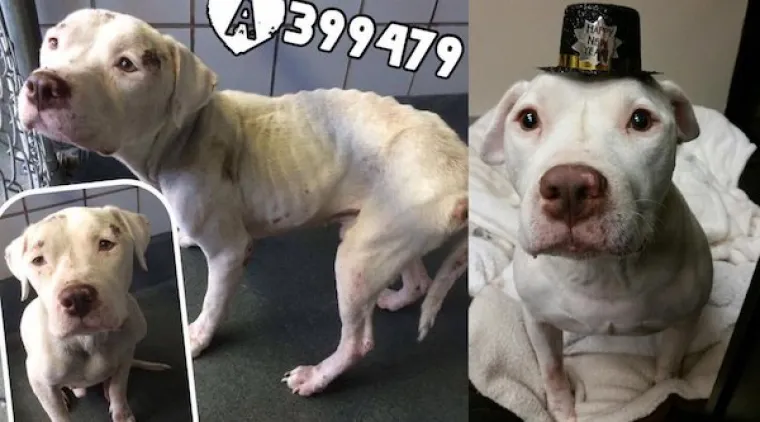 DIRNUT ĆE VAS DO SUZA: Slike ljubimaca prije i poslije udomljavanja pokazuju &scaron;to znači ljubav